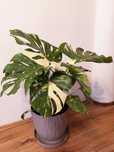 Monstera Thai Constellation — trzy rośliny w jednej doniczce