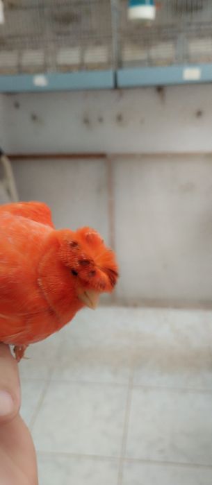 Canários Ágatas vermelhos e vermelhos.