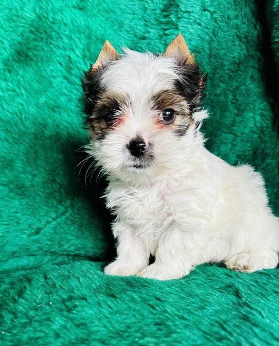 Malutki piesek biewer yorkshire terrier