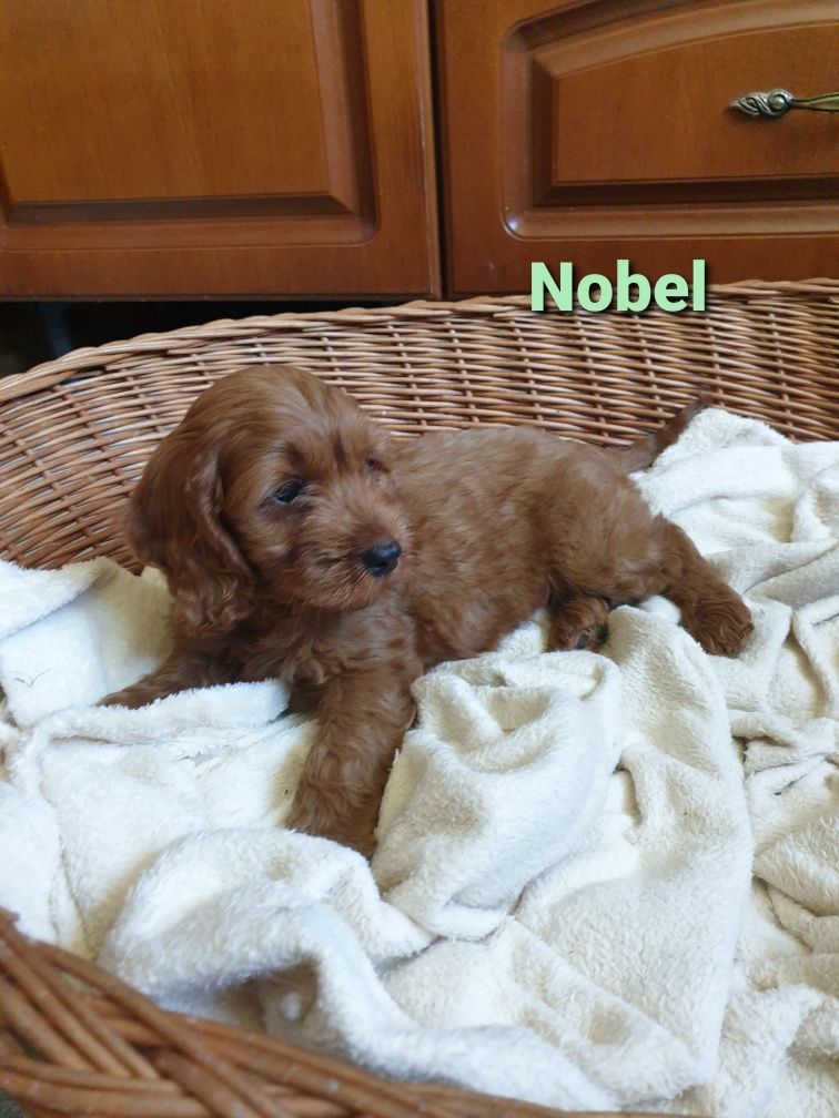 Cockapoo. Chlopczyk Nobel. Pudel miniaturowy/ Cocker spaniel