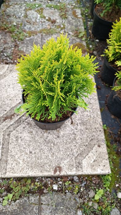 Саджанці туї різних видів