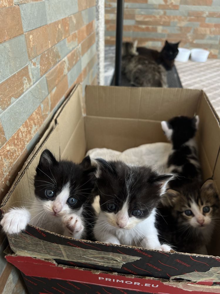 Doa-se gatos bebés