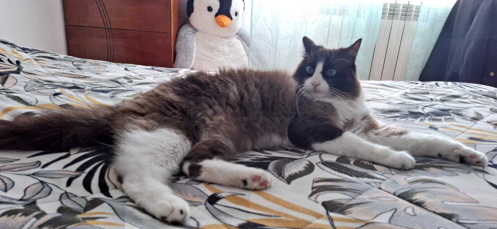 Gato para adoção