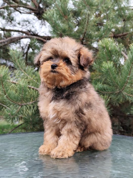 Дівчинка мальтипу