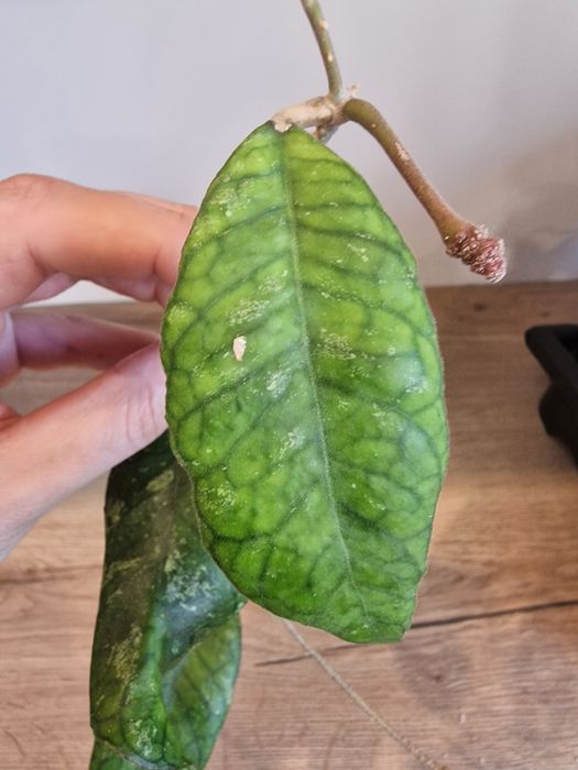 Hoya Previously Vitellinoides cieta 3 liscie kwitnąca