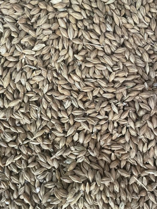 Jęczmień, kukurydza mielona CCM