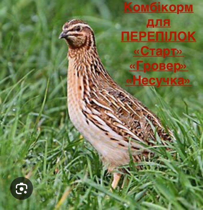 Комбікорм для перепілок