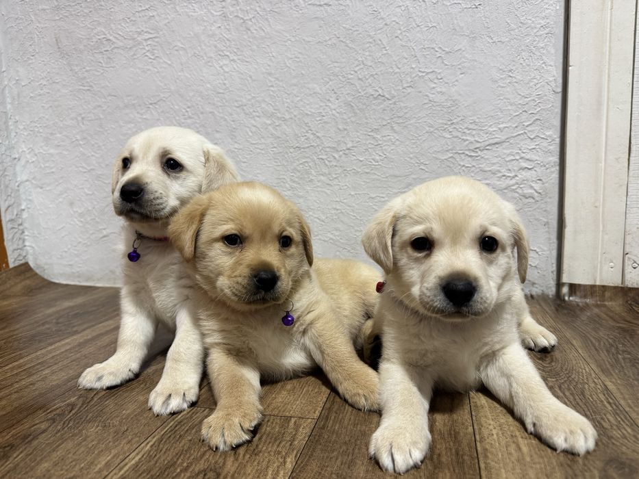 Чистокровний лабрадор цуценята