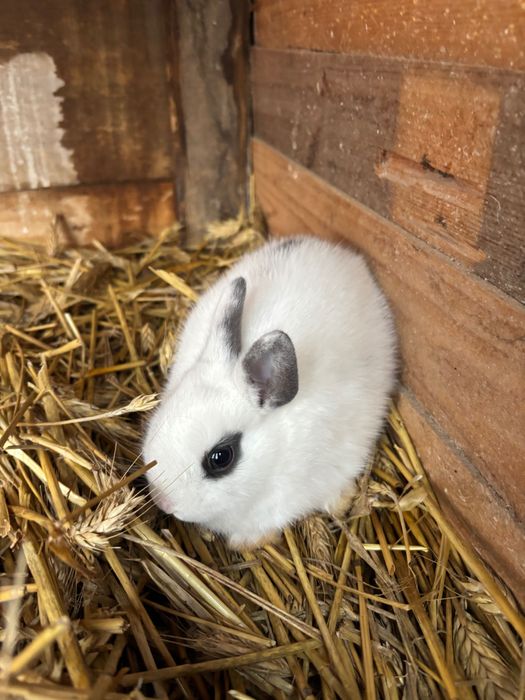 Sprzedam króliki miniaturki