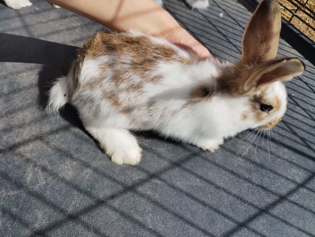 Króliki młode do dalszego chowu