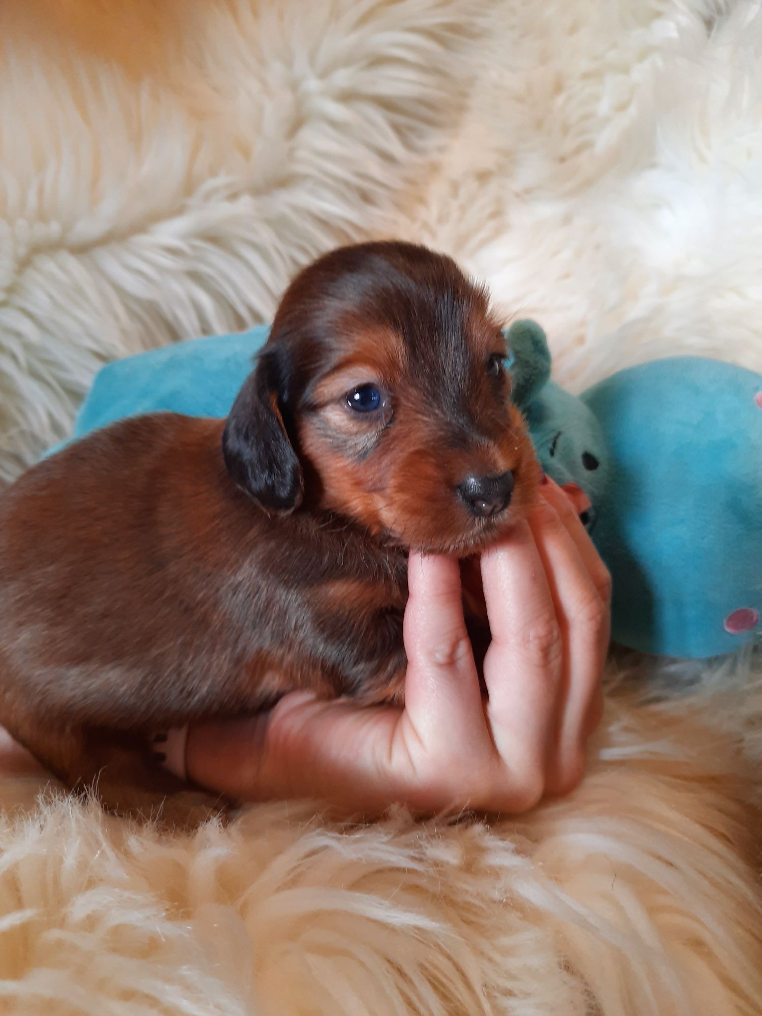 **KEVIN**jamnik miniaturowy długowłosy rudy do rezerwacji