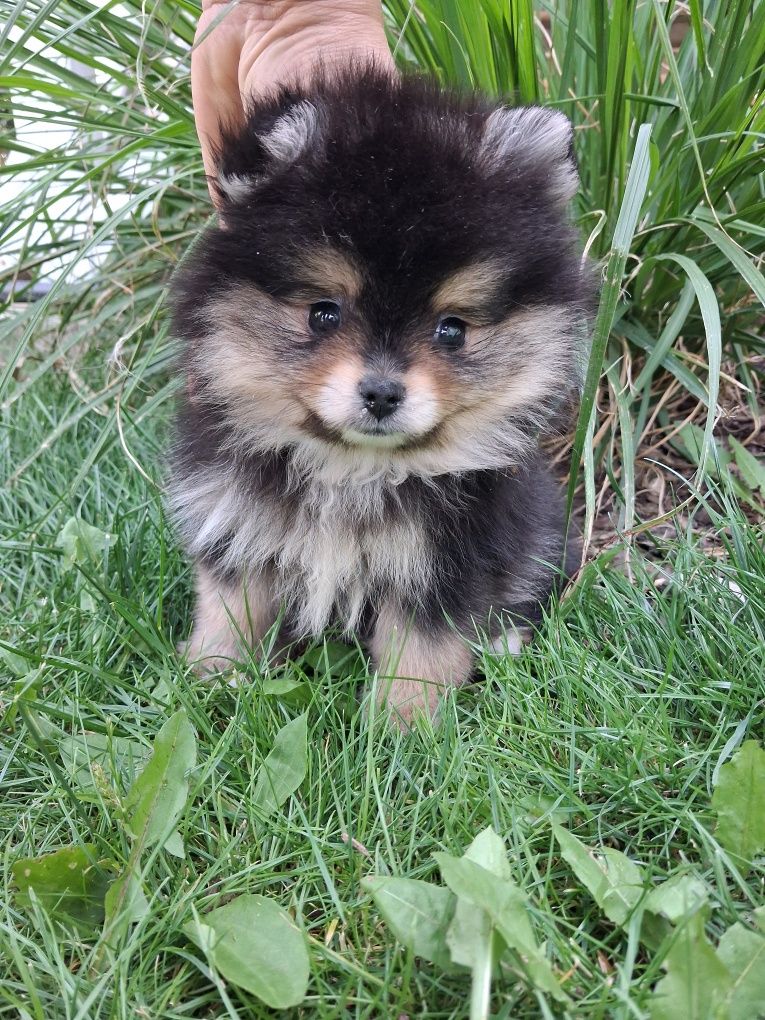 Sliczny szczeniaczek  pomeranian szpic miniaturowy