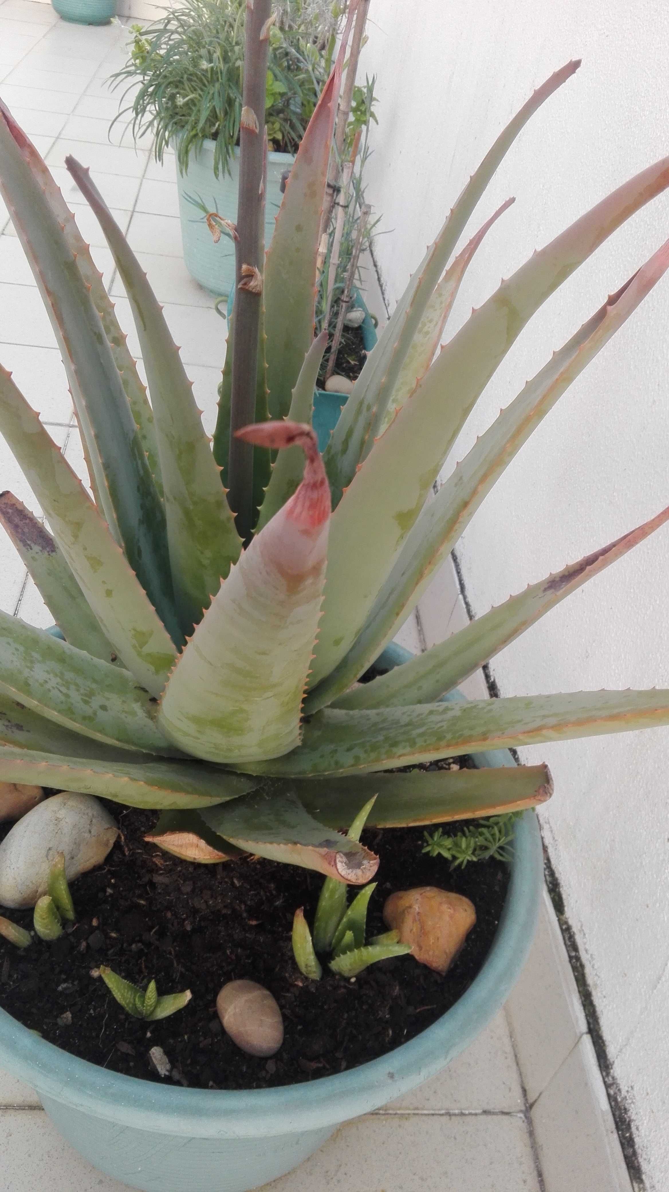 Aloe Vera Babosa Rebentos