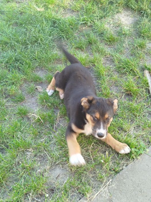 Метис вівчарки дівчинка