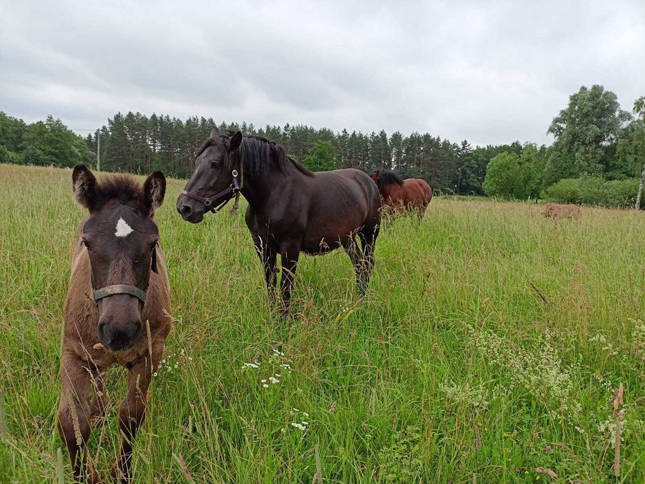 Pokoje do wynajęcia Mazury MARKO , Noclegi od 50zł agroturystyka