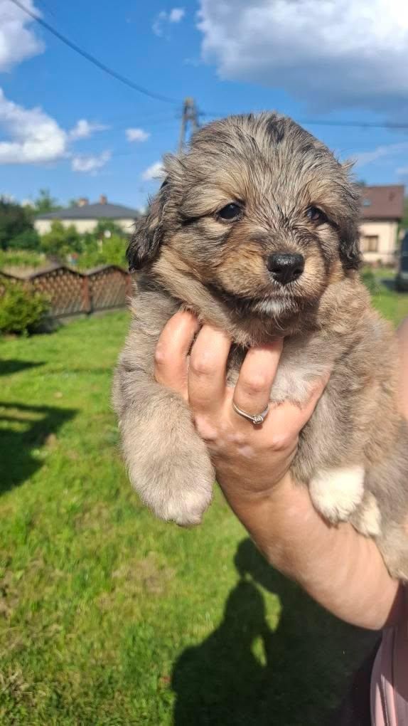 Oddam w dobre ręce