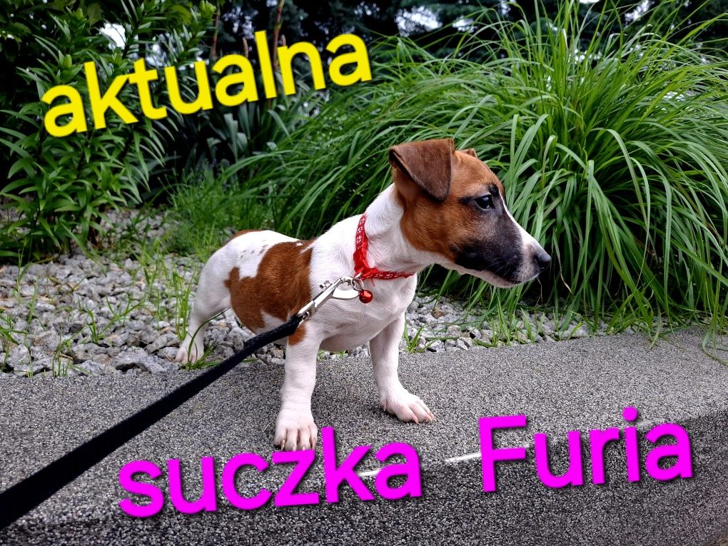 Piękna Furia !!! Jack Russel Terrier krótkie nózki RODZICE w hodowli