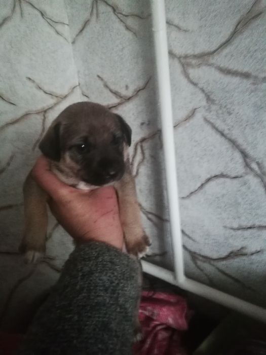 Щенок ищет семью