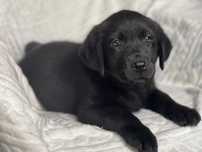 Labrador retriever, labradory czarny piesek ZKwP ,FCI