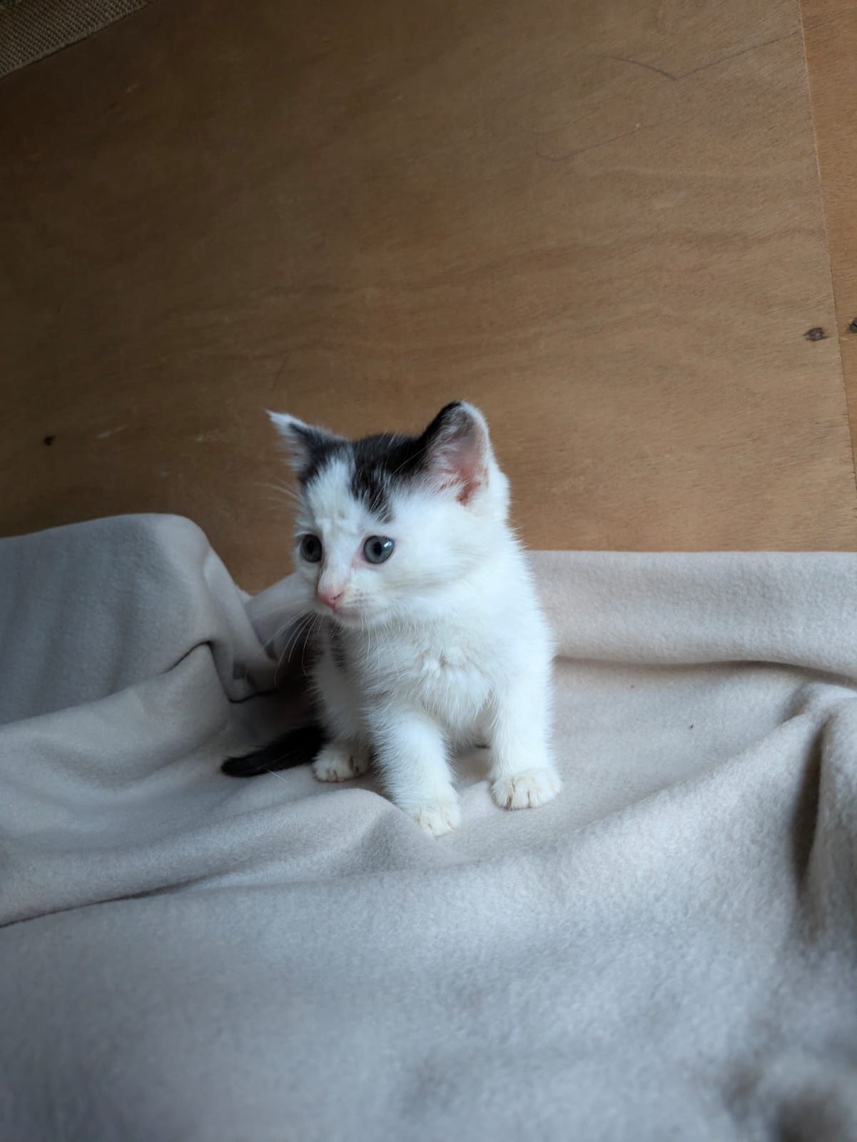 Kot kotek do adopcji