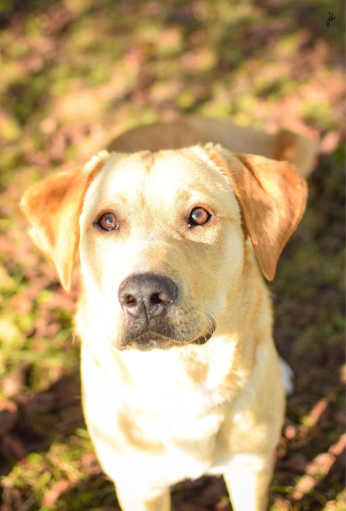 Młody psiak w typie labradora czeka ja cierpliwy dom - adoptuj