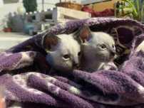 Gatinhas bebés para adoção cruzadas de siamês.