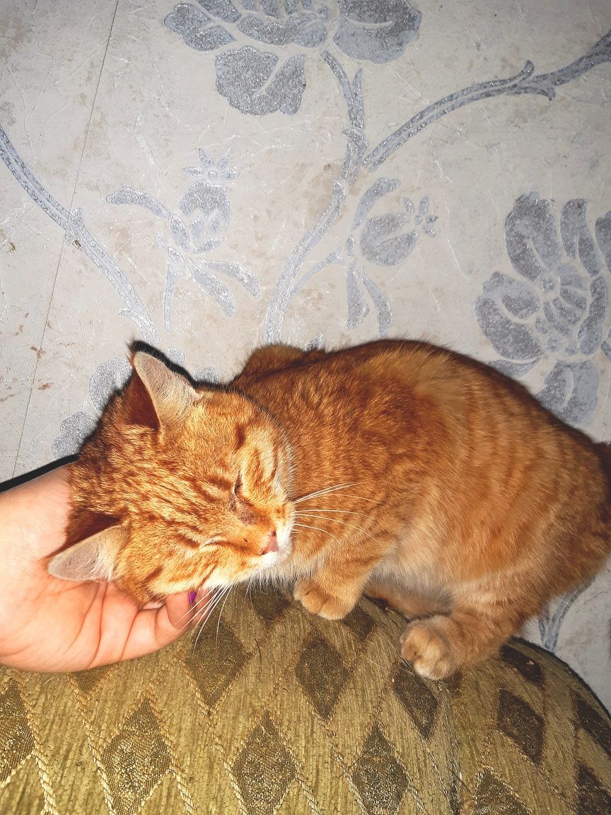 Подарую руде кошеня