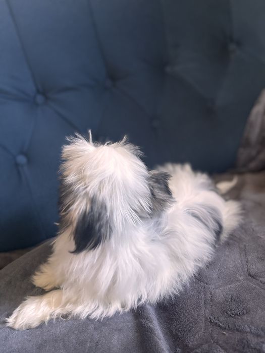 Morkie hybryda york-maltańczyk suczka