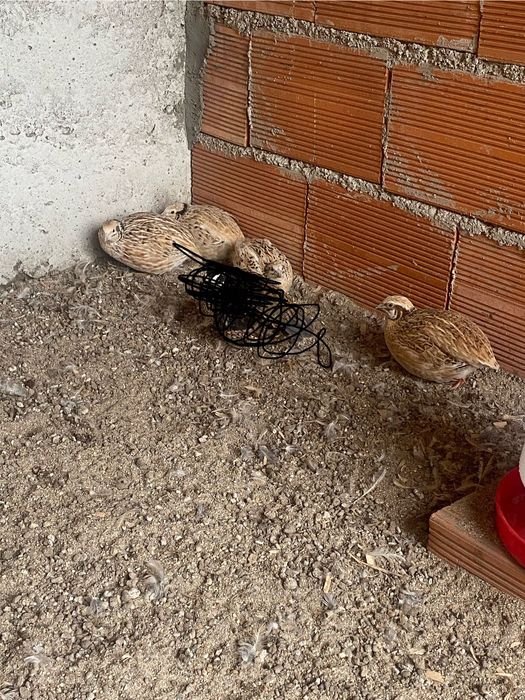 Codornizes 3 fêmeas 1 macho