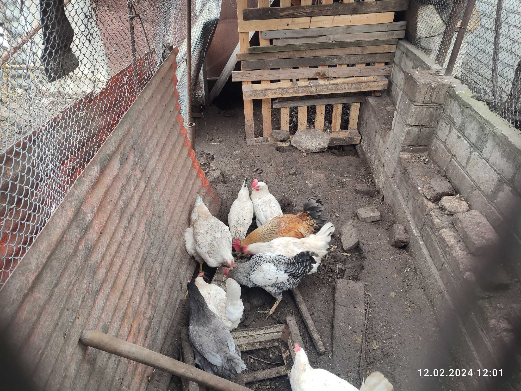 Продам кур - несушек и мясо-яичных пород. Одесса. Малиновский р-н