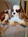Cavalier King Charles Spaniel *Chłopczyk* młodzieżowy ZKwP. FCI