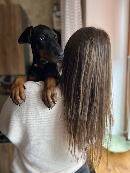 Цуценя добермана хлопчик