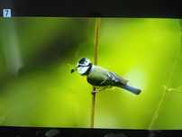 Nowy Led Tv LG 32" full HD z tunerem  DVB-T2 HEVC