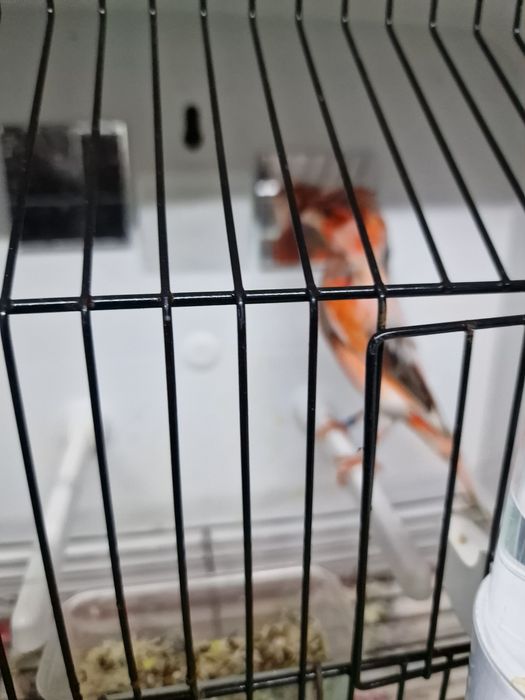 Canarios varias raças