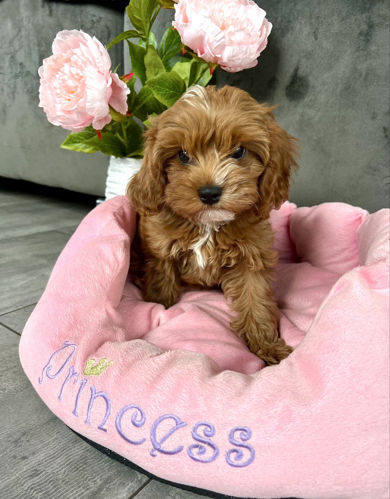 Cavapoo suczka gotowa do odbioru -cavalier & pudel