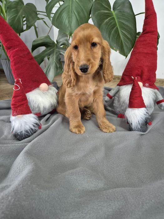 Cocker spaniel piekny szczeniak