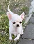Chihuahua chłopczyk krotkowłosy