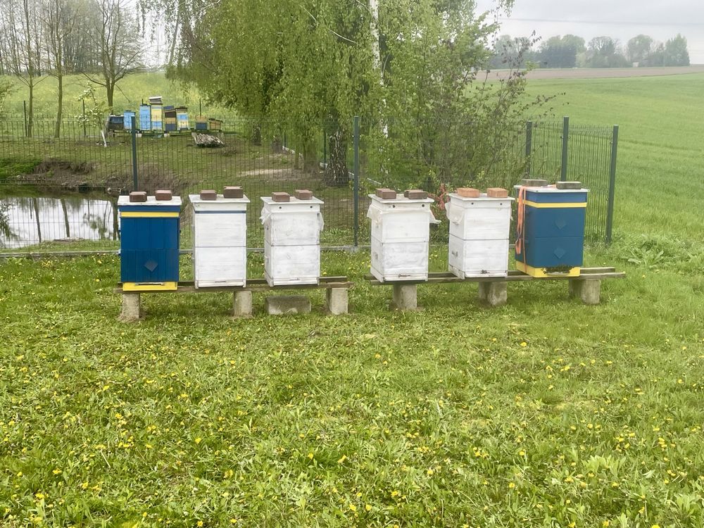 Naturalny miód wielokwiatowy z własnej pasieki „majowy”,