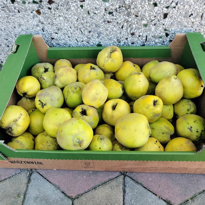 Pigwa cena 10 zł kg