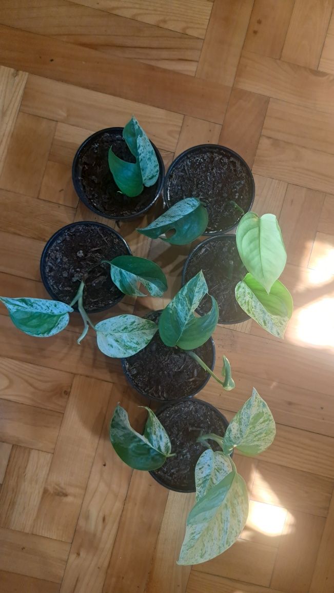 Epipremnum pinnatum Marble variegata
