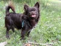 Chihuahua samiec roczny