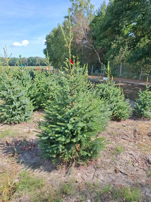 Świerk Serbski OMORIKA w donicy od 100 - 200 cm - TuChoinki.pl Jodła