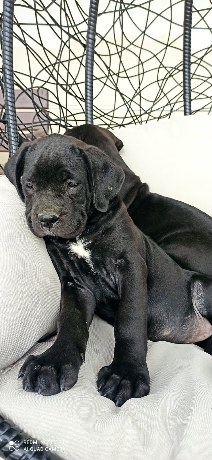 Cane corso piesek