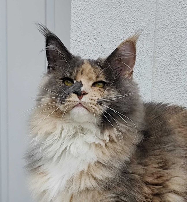 Maine coon fêmea azul tricolor - LOP
