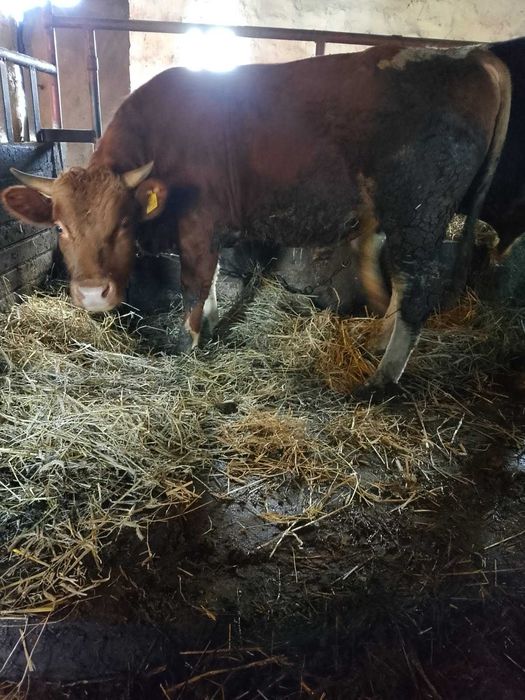 Sprzedam byka mięsnego