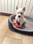West highland  white terrier