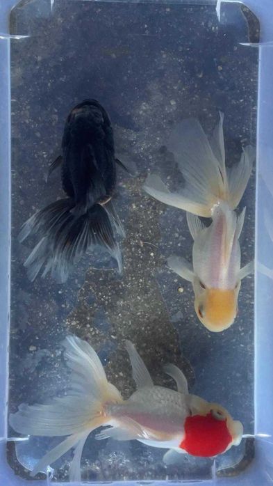 Oranda Sortida Cabeça de Leão 12/13cm