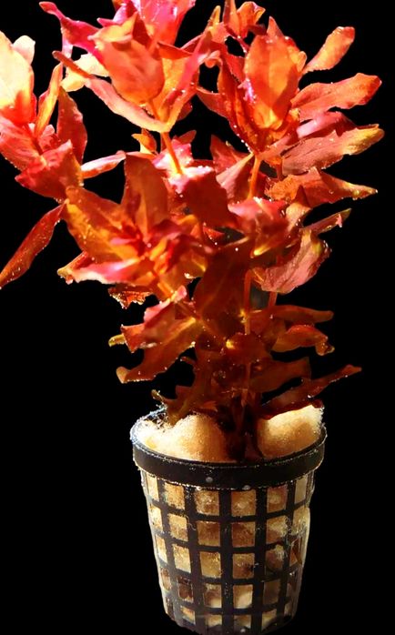 Zestaw kolorowych roślin akwariowych