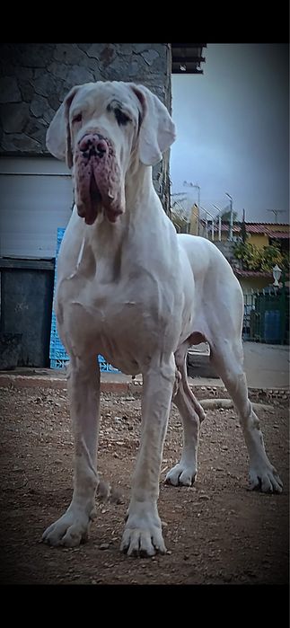 Dogue alemao macho com Lop