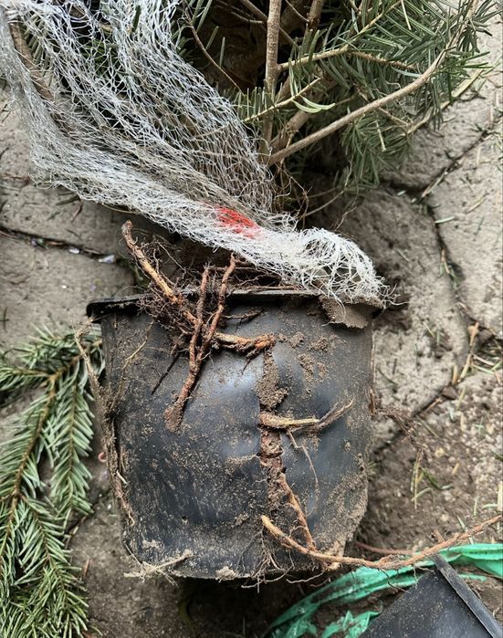 Jodła Kaukaska Choinka/Choinki Importer HURT/DETAL